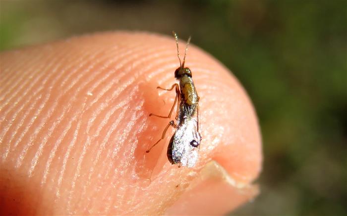 Eurytomidae: cfr.  Sycophila sp.